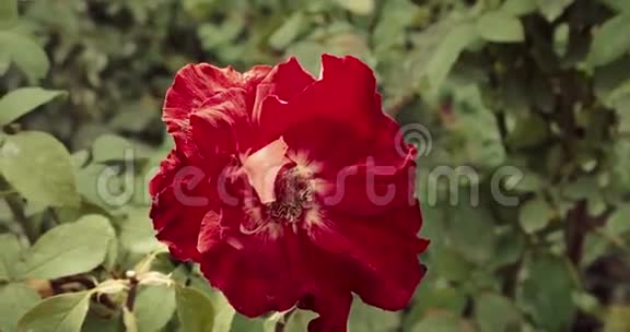 红玫瑰顶景特写法国花园里美丽的玫瑰丛水平射击视频的预览图
