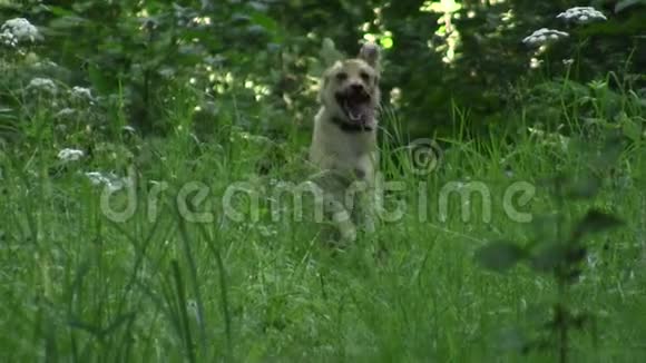 一只黄色头发的狗穿过夏天的森林视频的预览图