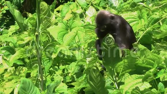 麝香叶猴猫食叶视频的预览图