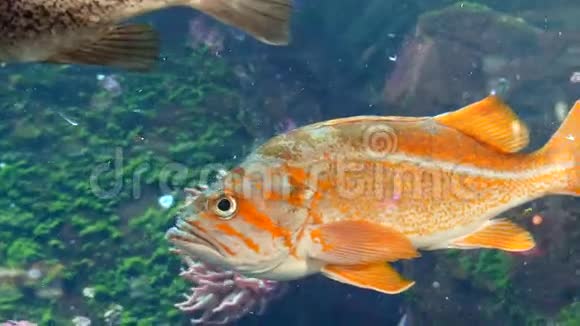 美丽的橙色条纹鱼视频的预览图