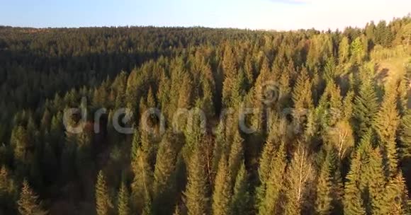 山坡上的阳光林空中景观视频的预览图