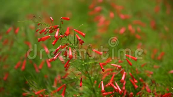 绿色灌木丛上红色美丽的热带花朵的特写宏观射击深度的场里维埃拉的晴天视频的预览图