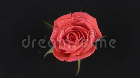 黑色背景上红色玫瑰的缓慢旋转视频的预览图