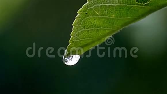 树叶上的一滴水滴落在地上视频的预览图