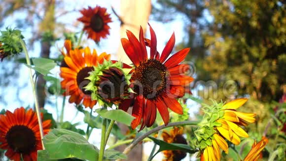 蜜蜂把一朵红色的向日葵加热视频的预览图