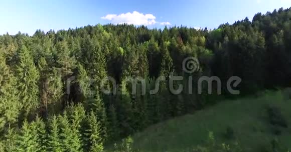 鸟瞰图山顶山坡上高大的冷杉树视频的预览图
