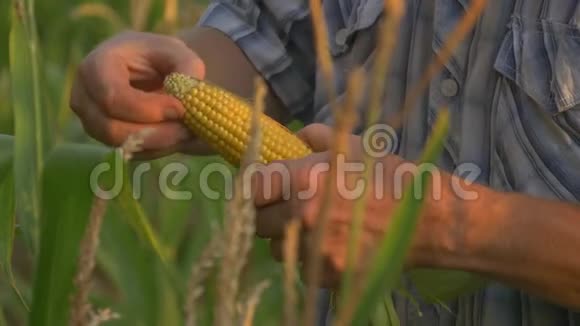 农夫在田里检查玉米棒视频的预览图