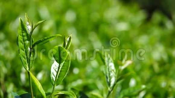 新鲜的绿茶叶和花蕾视频的预览图