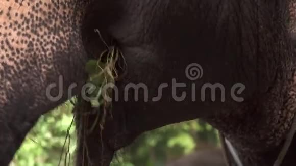 大象ElephasMaximus吃草口舌近景视频的预览图
