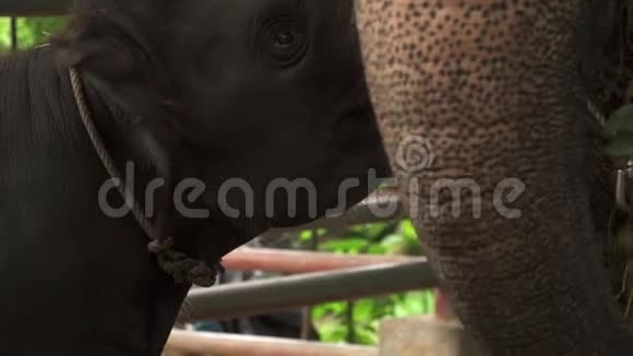 大象ElephasMaximus吃草口舌近景视频的预览图