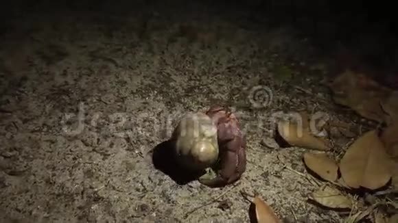 寄居蟹晚上在森林里散步泰国西米兰岛高清慢行视频的预览图