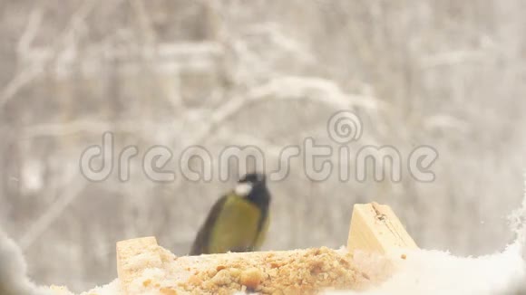 冬季从喂鸟者手中进食的慢动作甲鼠视频的预览图
