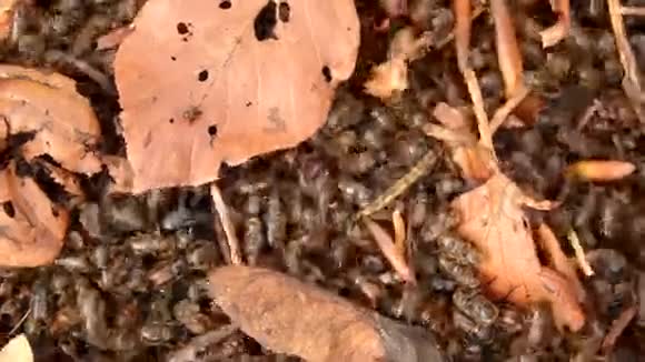 欧洲云杉皮甲虫视频的预览图