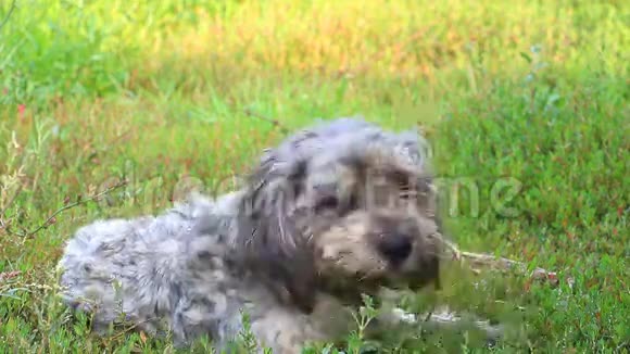 无家可归的狗适合相机视频的预览图