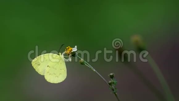 蝴蝶和野草花视频的预览图