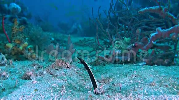 沙底的丝带鳗鱼视频的预览图