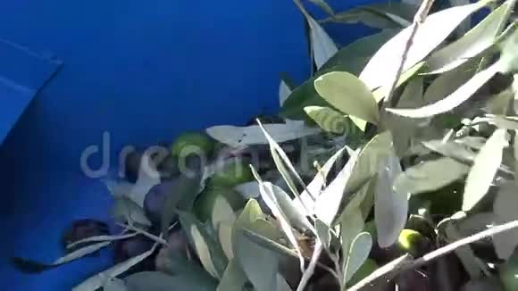 橄榄的脱色2视频的预览图
