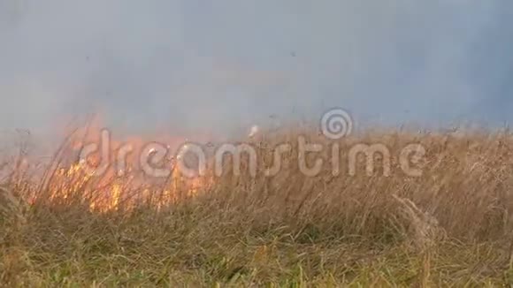 大火蔓延到森林草原在自然的火焰中燃烧干草视频的预览图