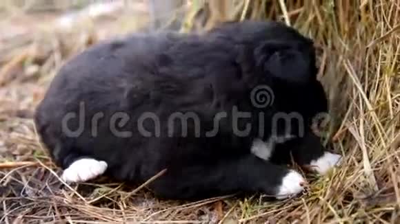 可爱的小黑小狗坐着视频的预览图