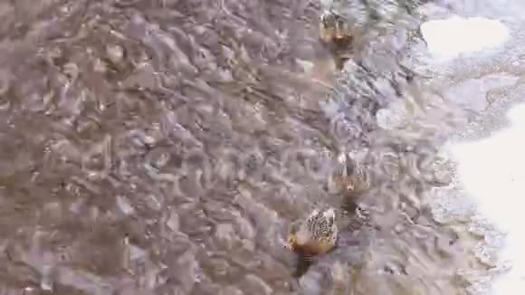 鸭子在冬天的河里游泳视频的预览图