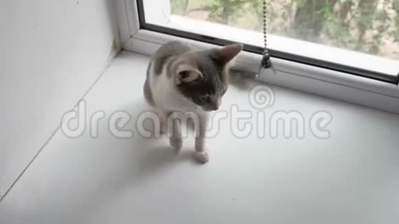 小猫用绳子玩宠物猫室内小猫视频的预览图
