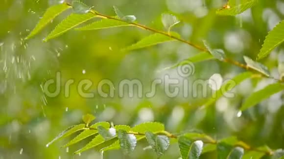 大滴雨慢慢落在绿叶上视频的预览图