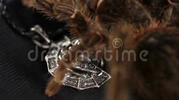 蜘蛛在银符上爬行视频的预览图