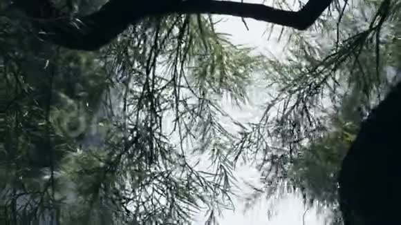 斯图加特新宫喷泉和树视频的预览图