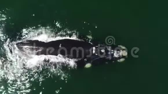 南阿弗瑞卡甘斯拜的南虎鲸空中镜头视频的预览图
