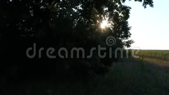 夏日的阳光在绿树丛中闪耀视频的预览图