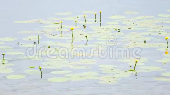 有大叶和黄色开花的睡莲的湿地湖泊水生沼泽植物覆盖并漂浮在光滑的水平上视频的预览图