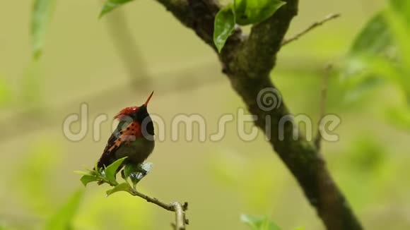 热带雨林中的鸟类特立尼达和多巴哥热带雨林中的鸟类雨中栖息在树枝上视频的预览图