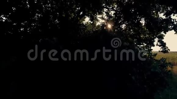夏日的阳光在绿树丛中闪耀视频的预览图