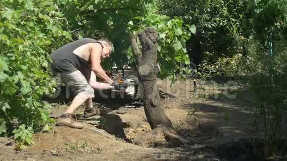 一个人用电锯在葡萄树附近砍树50英尺视频的预览图