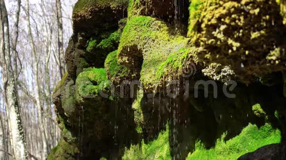 泉水从苔藓的岩石上落下来滴在绿色的苔藓上水滴像银雨一样落下纯天然视频的预览图