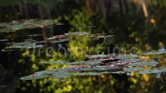 在夏季傍晚的阳光下在池塘或湖中铺上百合花和宁静的倒影视频的预览图
