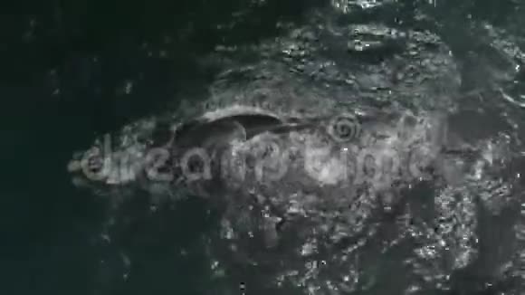 南阿弗瑞卡甘斯拜的南虎鲸空中镜头视频的预览图