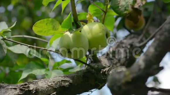 苹果树树枝上的苹果视频的预览图