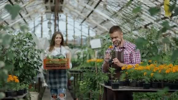 年轻迷人的花店夫妇围裙在温室里工作快活的女人拿着一盒花走着说话视频的预览图