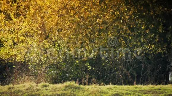金色阳光下靠近树木的羊视频的预览图
