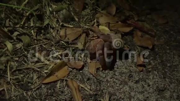 寄居蟹晚上在森林里散步泰国西米兰岛高清慢行视频的预览图
