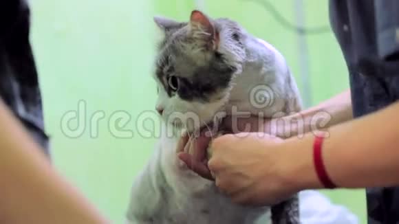 手术后切猫视频的预览图