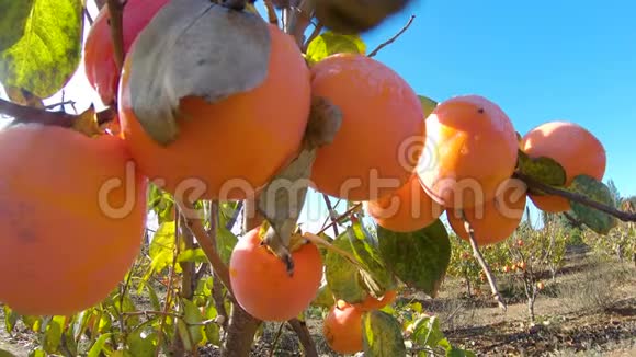 合上树上的柿子果胎中的柿子带新鲜柿子水果的花园视频的预览图