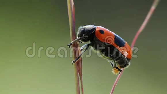 甲虫在植物上产卵的雄性视频的预览图