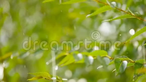 大滴雨慢慢落在绿叶上视频的预览图