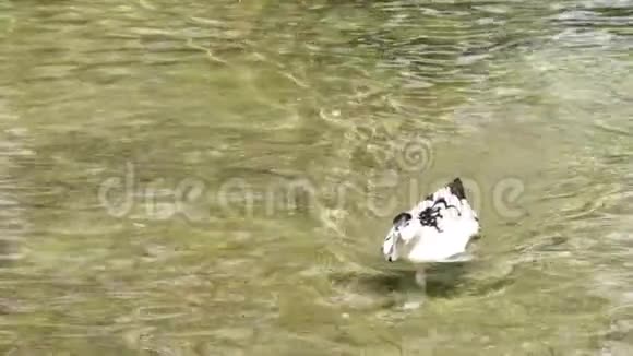 春天鸭子在清澈的池塘里游泳视频的预览图