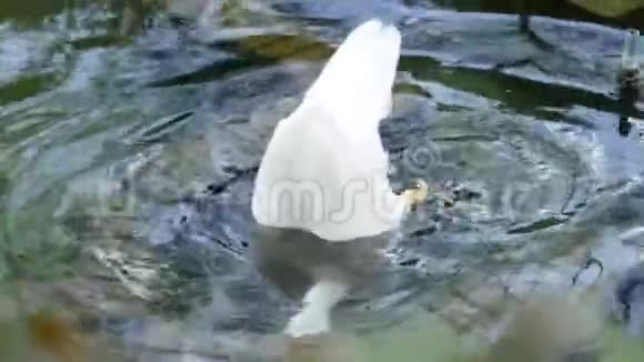 春天鸭子在清澈的池塘里游泳视频的预览图