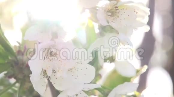 阳光明媚的花朵视频的预览图