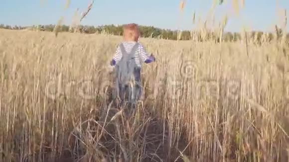 小农场主快乐的小男孩在阳光明媚的日子里用成熟的黑麦奔跑在田野上慢动作概念视频的预览图