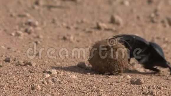 非洲邓比特尔把一个球滚过泥土视频的预览图